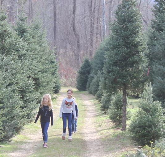 O Christmas Tree; Fraser firs large and small ripe for the picking