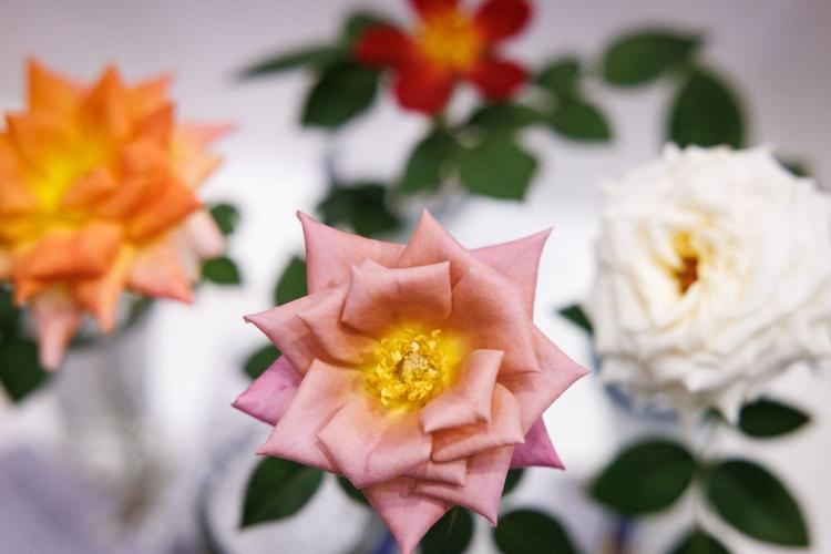 Jimmy Speas Fair Flower Exhibitor