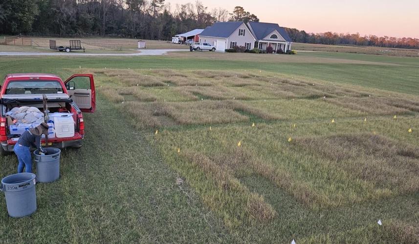 Stockpiled Bermudagrass for Grazing Livestock