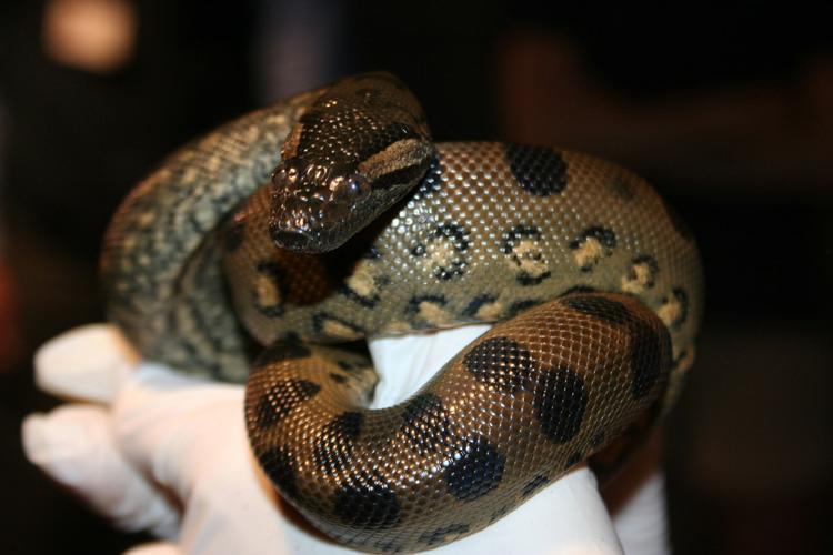 Anna the Anaconda got pregnant all by herself - by 'virgin birth'