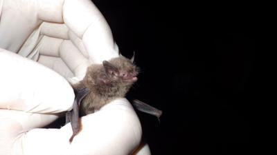 Indiana bat.JPG