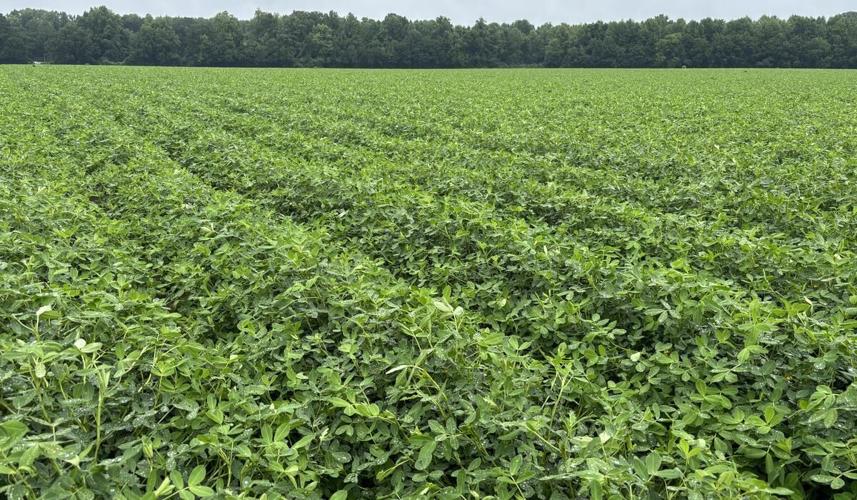 NC Crop Update 8 Peanut Notes No. 191 2026