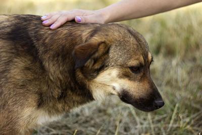 Make sure to always keep an eye out for a shady area wherever you go with your pup.