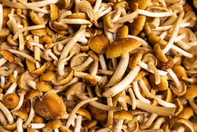 Fungiculture: Everything you need to know about mushroom farming