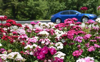 17 flower awards-p1.jpg