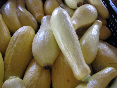 Fresh squash is waiting for you at the Marion Tailgate Market