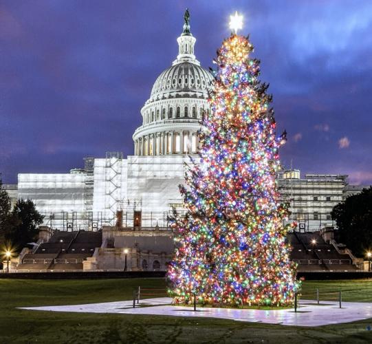 U.S. Capitol Christmas tree comes back to WNC