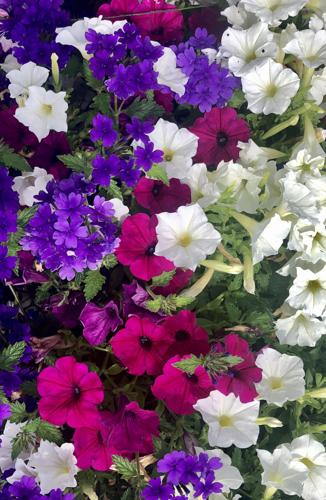 If you would like a subtle twist on the old red white and blue this summer, consider Supertunia Royal Magenta petunia, Supertunia Mini Vista White petunia and Superbena Imperial Blue verbena.