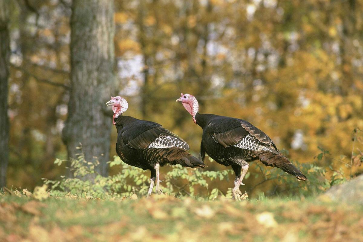 112520-mmn-birds-p1.jpg