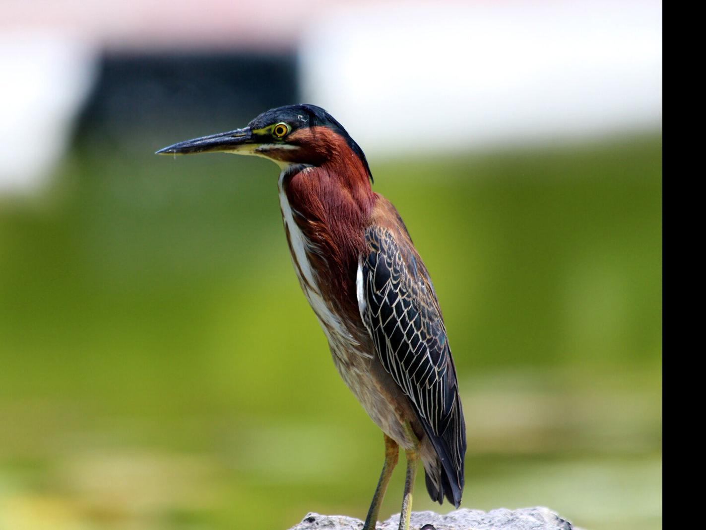 For The Birds Green Herons One Of The Smaller Wading Birds Local News Mcdowellnews Com