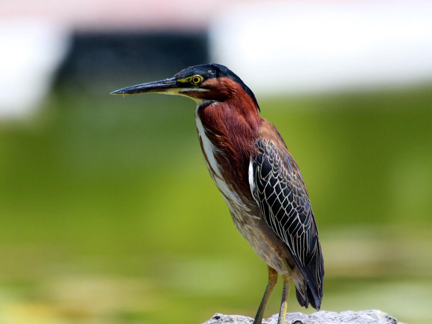 For The Birds Green Herons One Of The Smaller Wading Birds Local News Mcdowellnews Com For The Birds Green Herons One Of The Smaller Wading Birds Local News Mcdowellnews Com