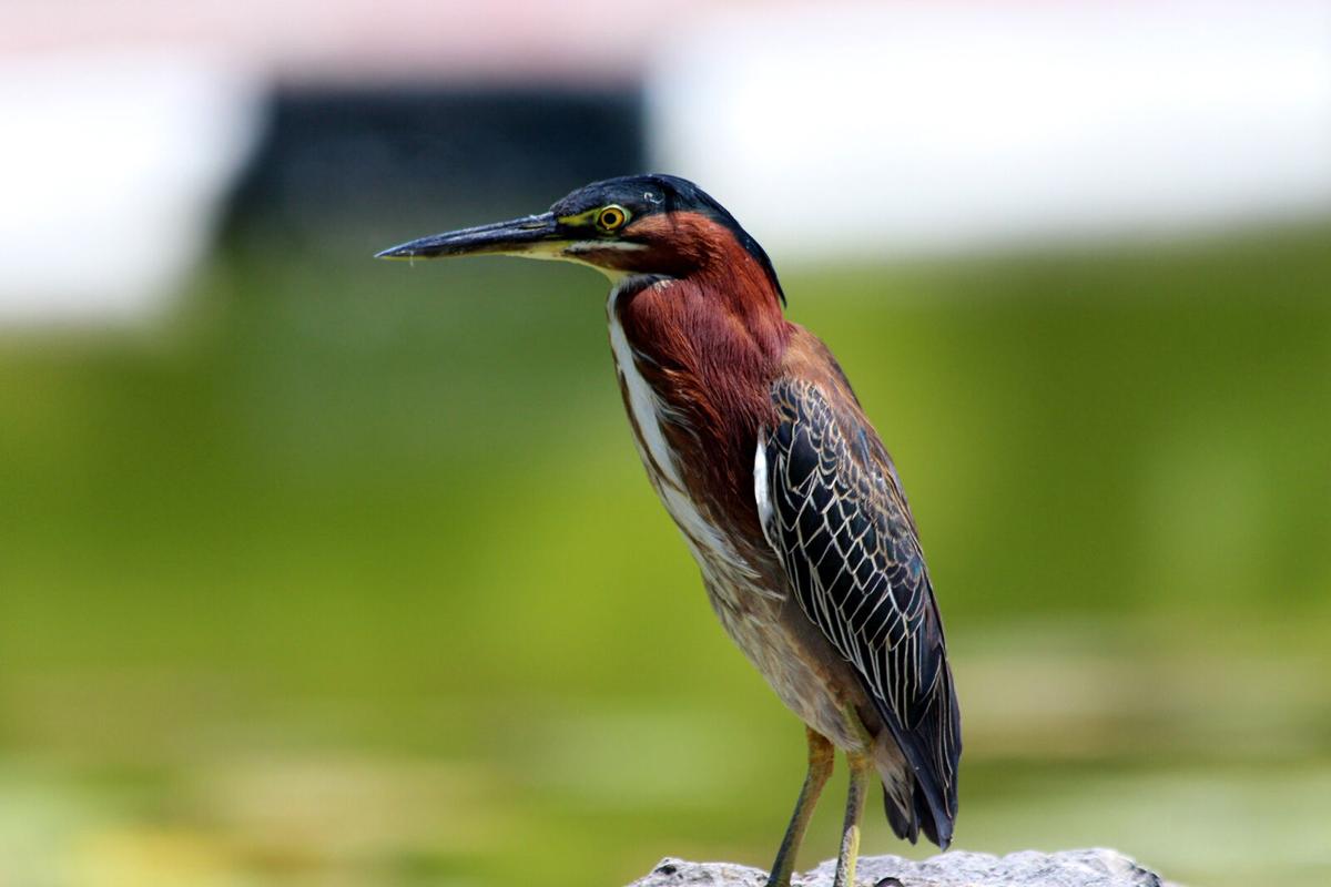 For The Birds Green Herons One Of The Smaller Wading Birds Local News Mcdowellnews Com For The Birds Green Herons One Of The Smaller Wading Birds Local News Mcdowellnews Com