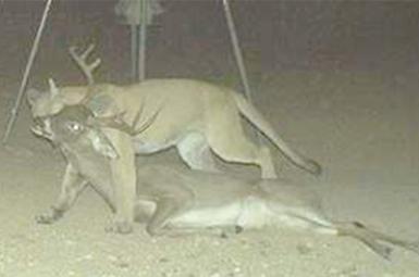 Someone's lyin' about mountain lion