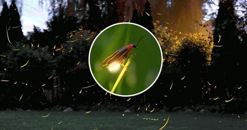 One of summer’s most remarkable natural displays unfolds when thousands of fireflies brighten forests after dark.
