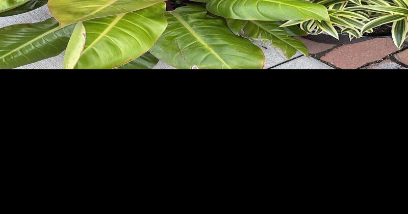 Maintaining the health of tropical plants