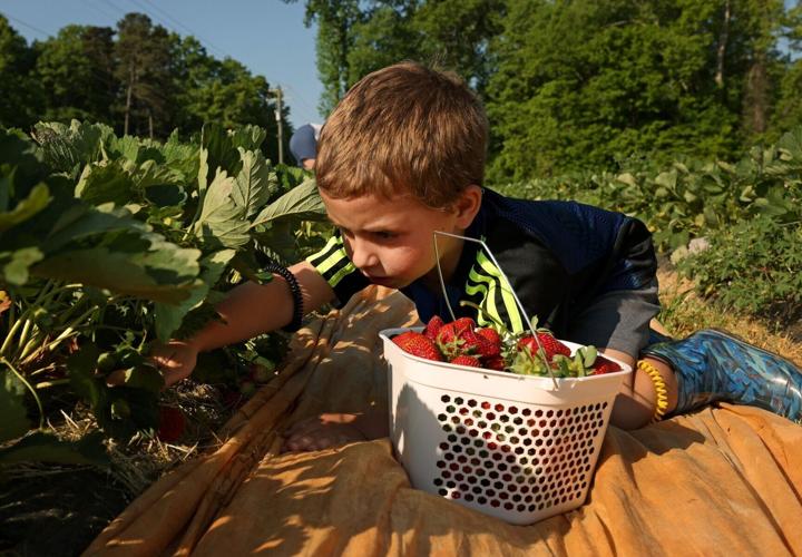 Jones Strawberry Farm