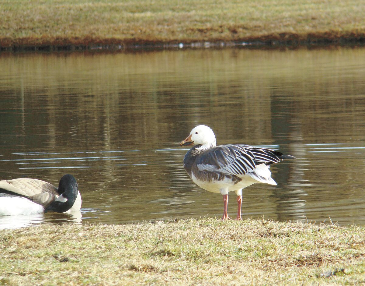 For the Birds Unusual goose spotted visiting pond