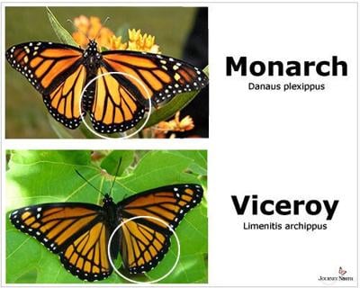 Comparison of monarch and viceroy butterflies from JourneyNorth.org.