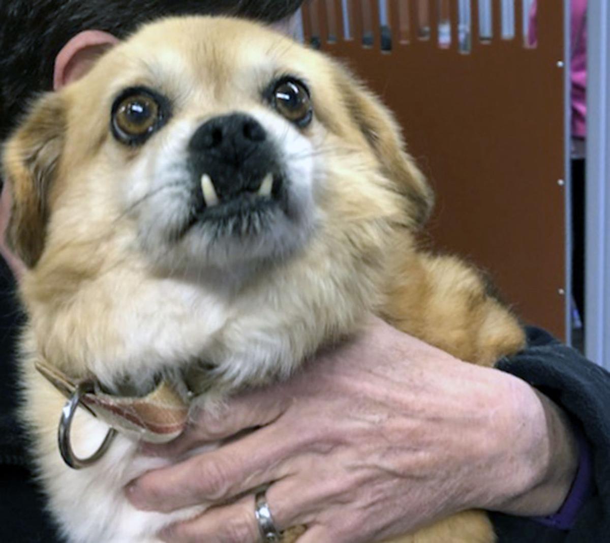12 Pets Gizmo.jpg