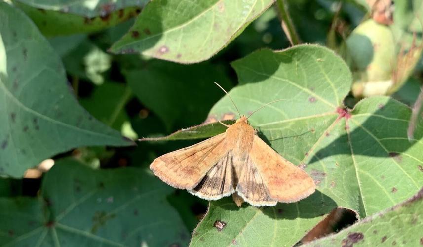 Bollworm Moth Activity Is High- Scout Cotton Before Damage Builds