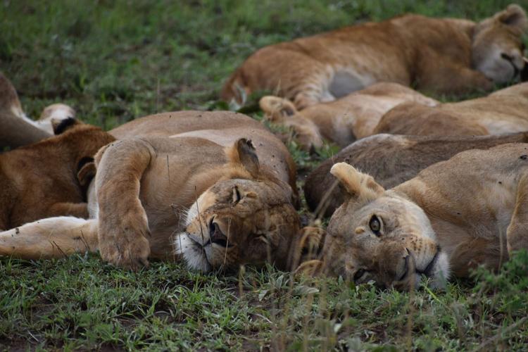 A pride of lionesses sprawls together in the grass, dozing off a heavy meal in the Serengeti heat.