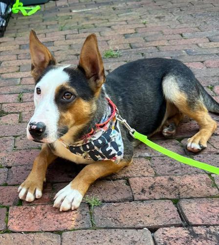 Animal abuse case 1.jpg