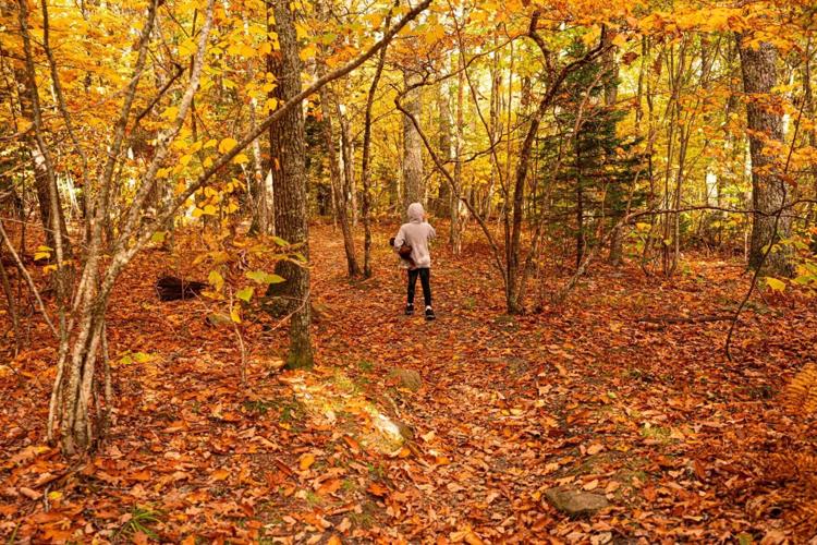 Fall Color from Woods Walk