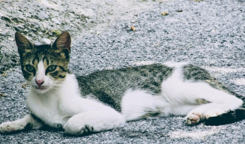 Search still underway for missing animals on Old Fort Mountain