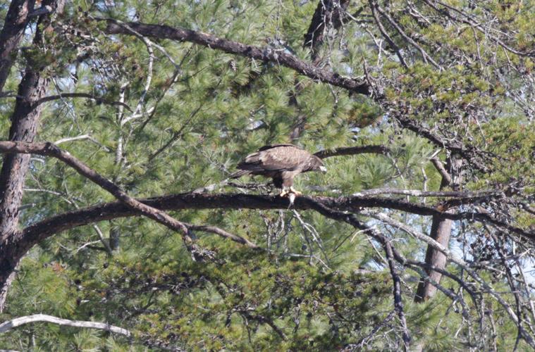 Lake James Environmental Association hears report about bald eagles