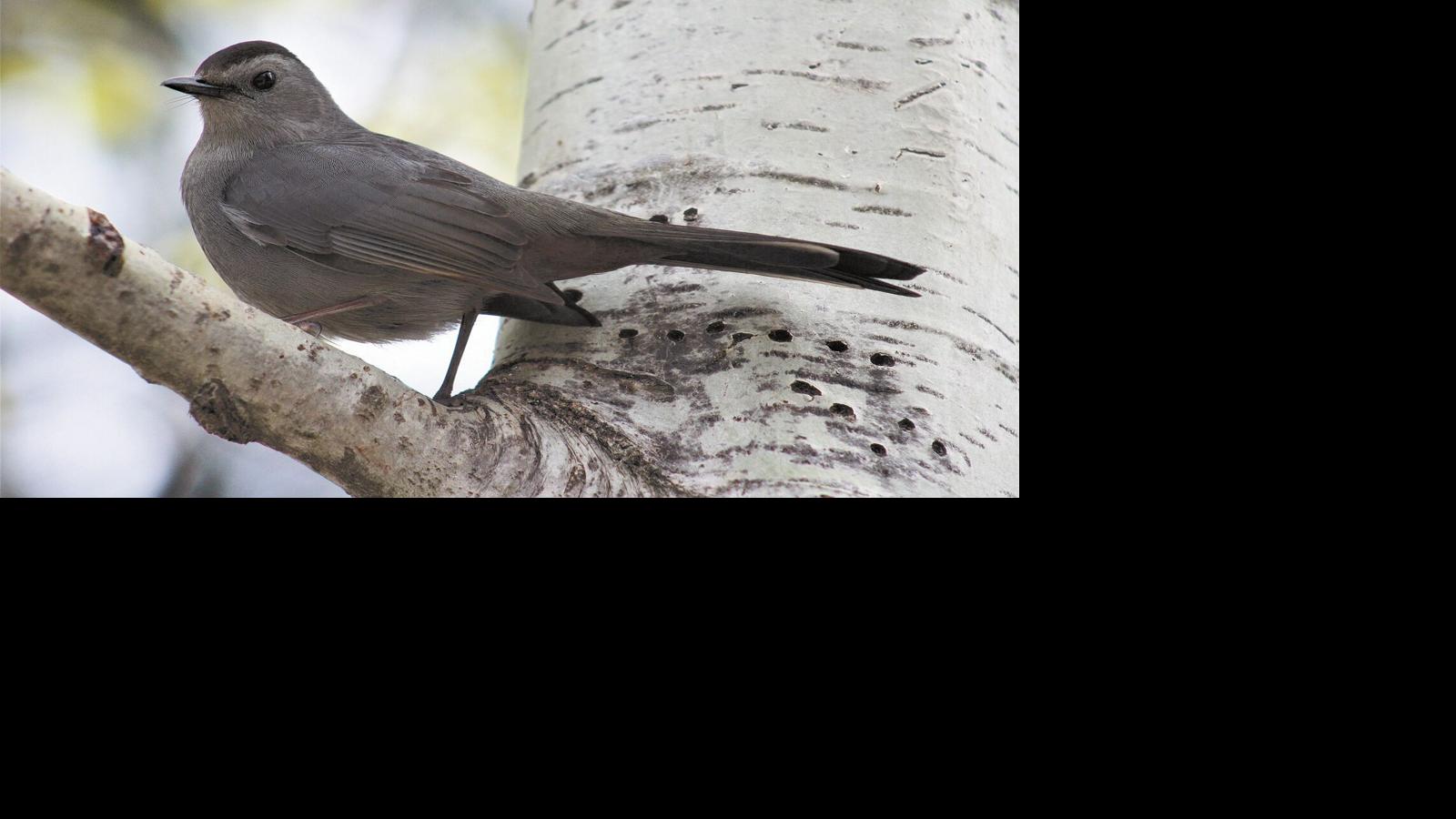 For The Birds Among Feathered Friends Catbirds Are Individuals Local News Mcdowellnews Com
