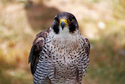 27 peregrine-falcon-3616708_1920.jpg