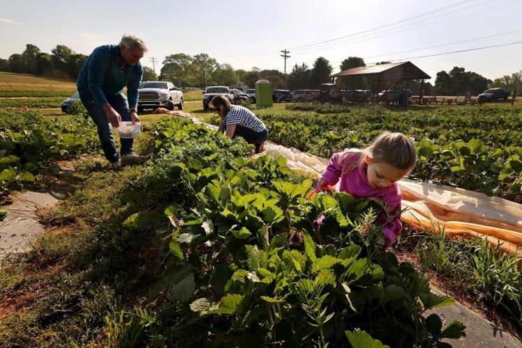 Jones Strawberry Farm