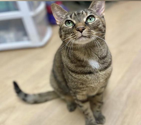 Laps and Naps for Cats 4.jpg