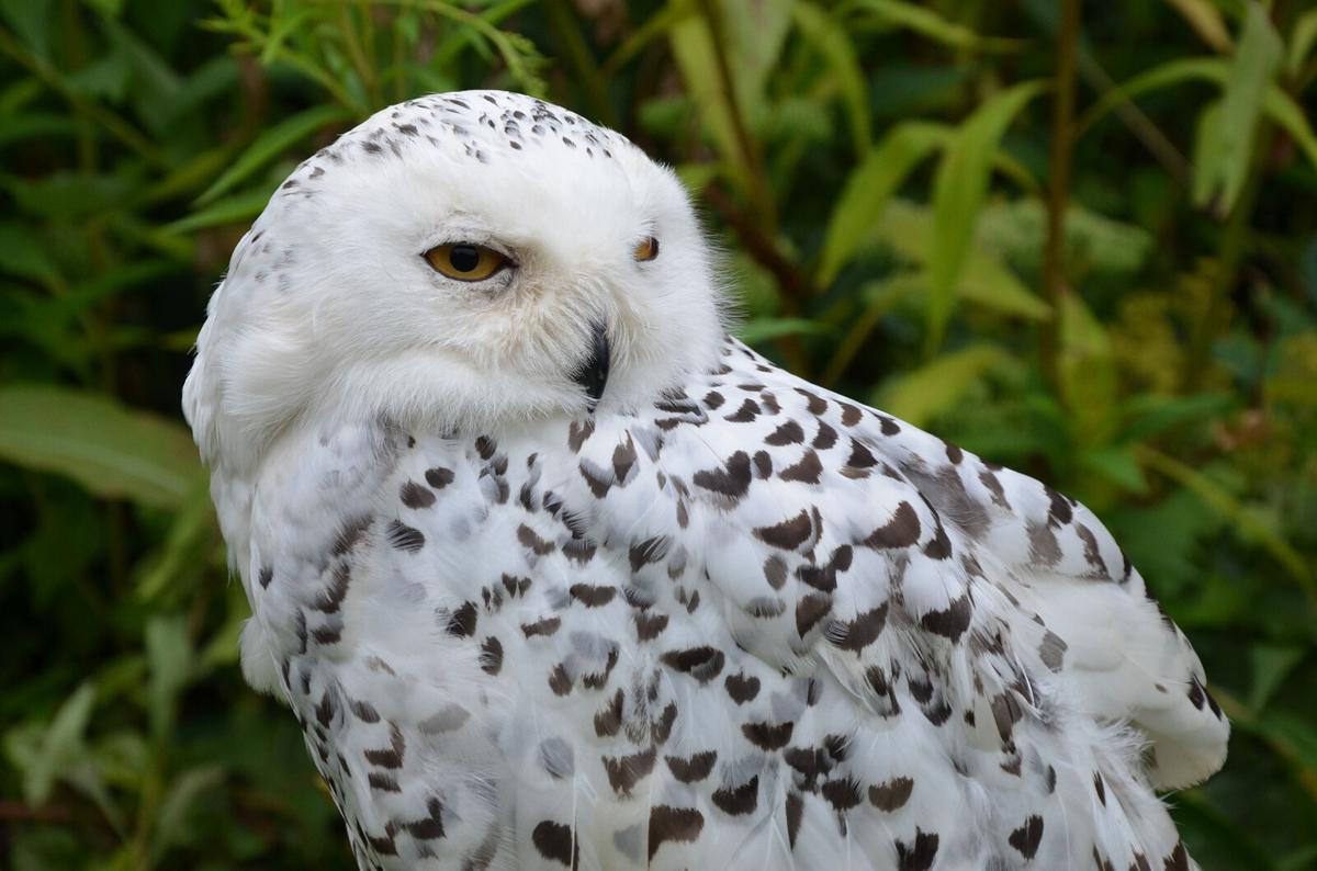 SnowyOwl.jpg