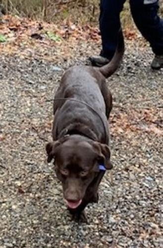 Cadaver dog searches for bodies of convicts from 1870s who built the railroad