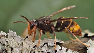 Yellow-legged hornets have been discovered in North Carolina, near Charlotte, for the first time since the invasive insect was first spotted in South Carolina in 2023.
