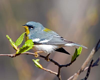 20 birds-p1.jpg