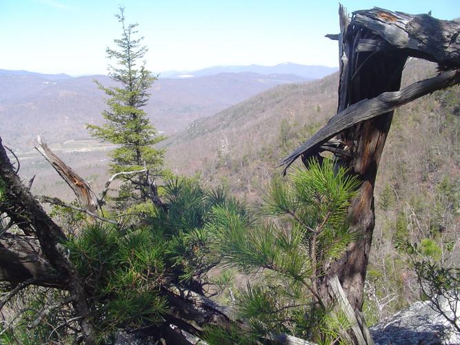 WNC Afield Bald Knob hike not for the faint of heart