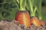 Carrots