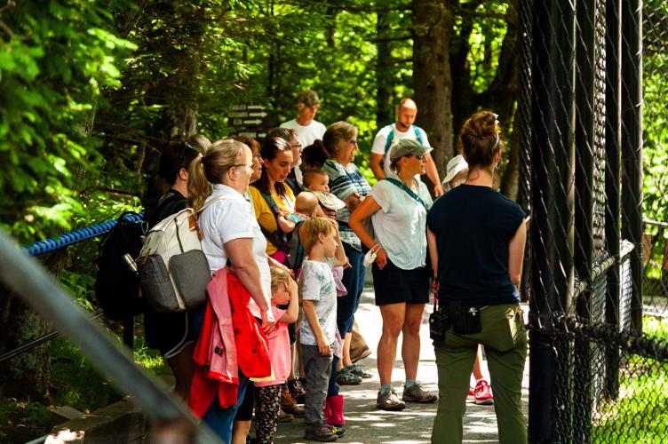 grandfather mountain