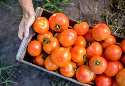 Issue No. 18: Tomatoes on St. Helena Island, South Carolina