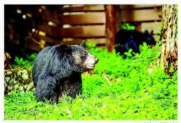 Dolly the bear continues to elude trappers