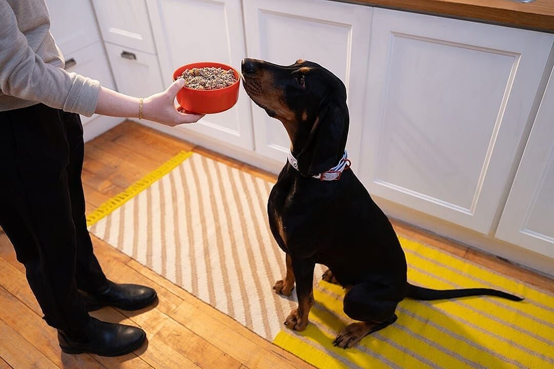 Is fresh dog food safe?
