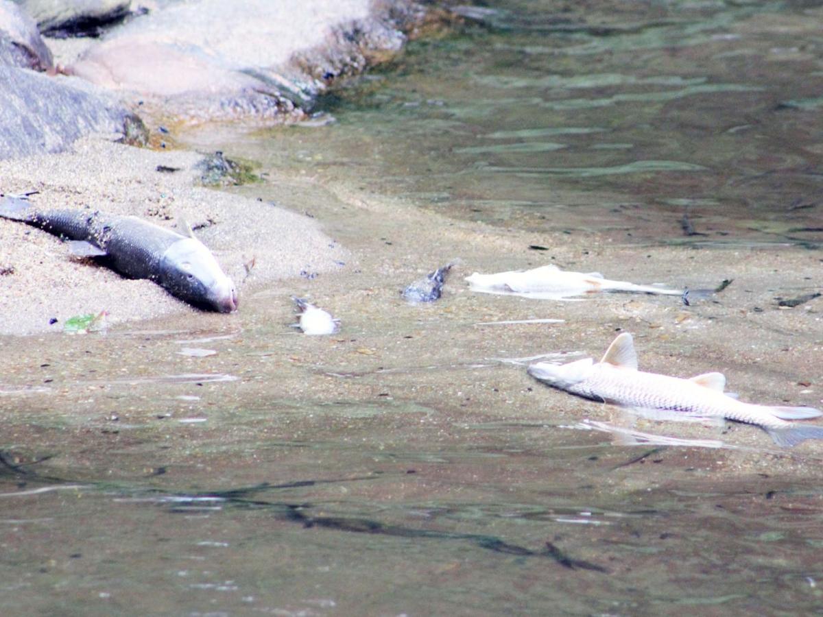 Investigation into fish kill underway