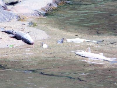 Investigation into fish kill underway