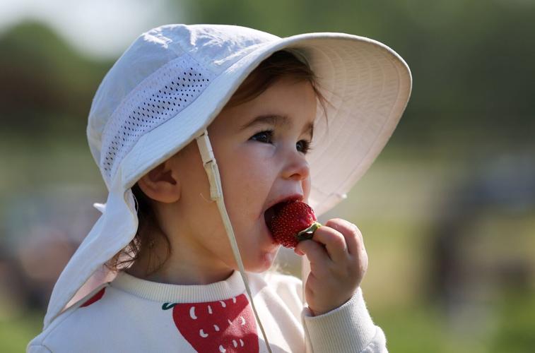 Jones Strawberry Farm