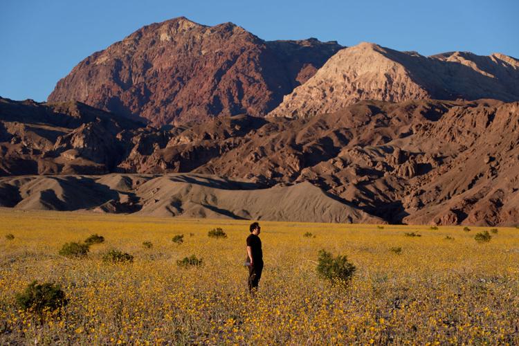 Death Valley Superbloom