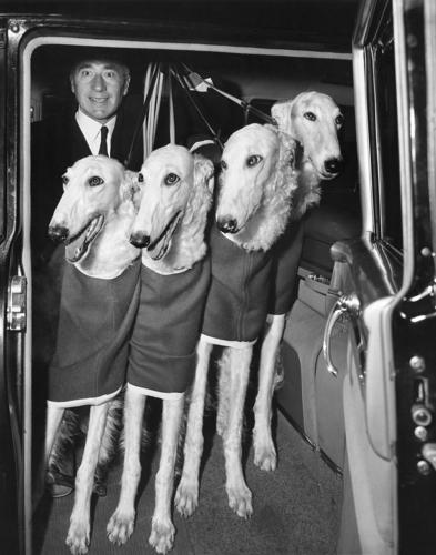 Westminster Dog Show-150th