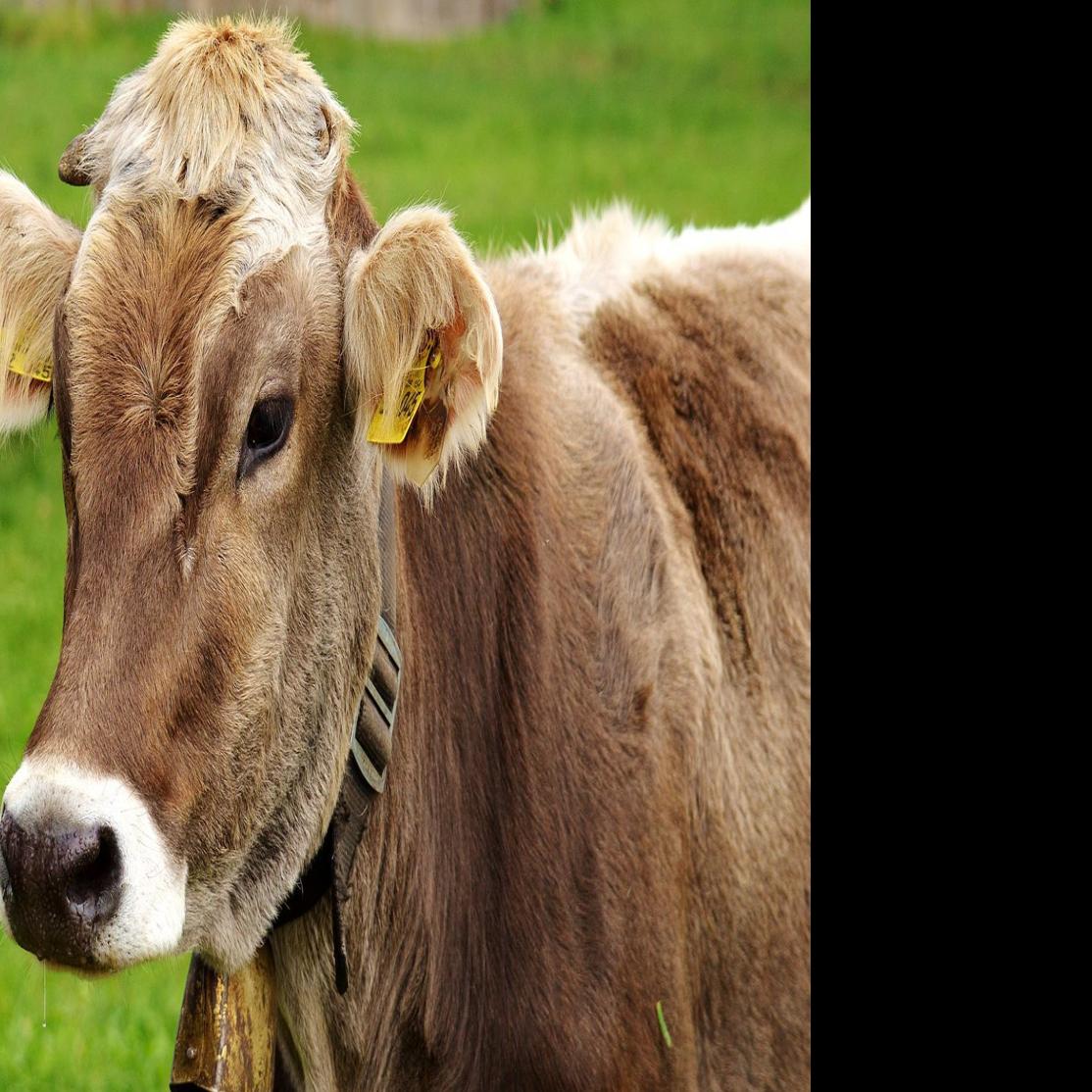Final List Of Winners In The N C State Fair Cattle Shows