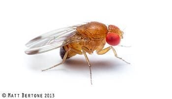 From Backyard Fruit to Breakthrough Findings: Extension Master Gardener Volunteers Advance Invasive Pest Research